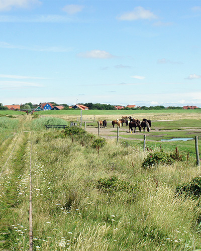 Nostalgische Pferdebahn auf Spiekeroog